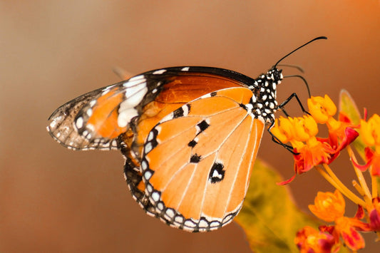 The Secret of the Butterfly - IceGlint